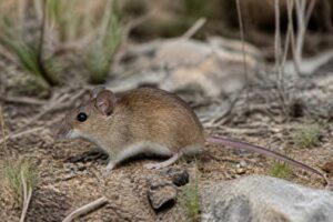 Image of a Zamora Deermouse in its natural habitat
