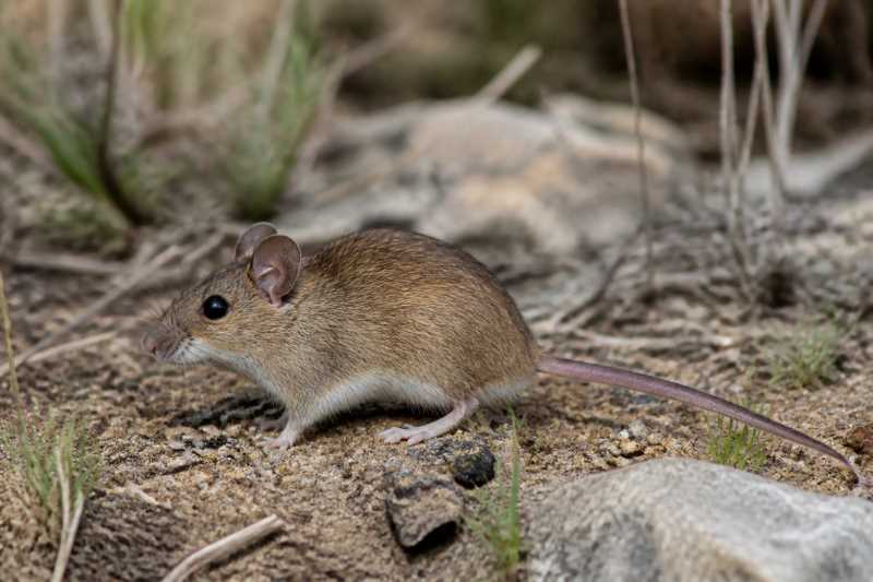 Image of a Zamora Deermouse in its natural habitat