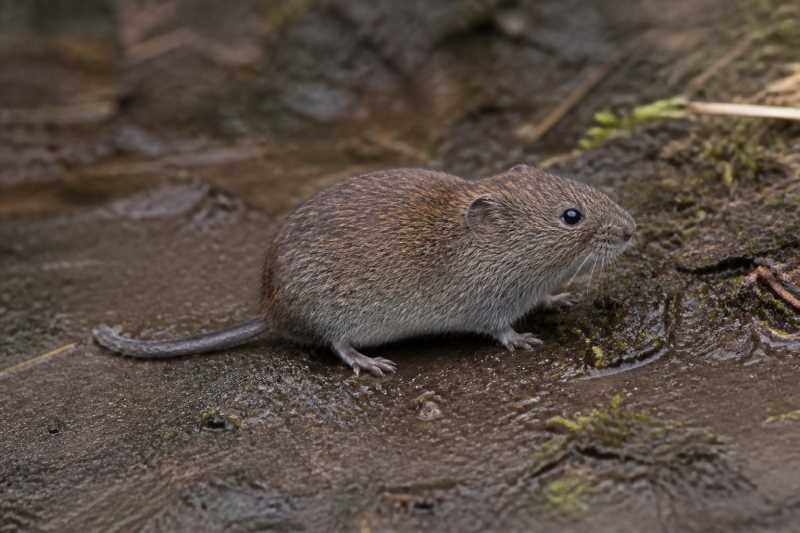 Image of a Zempoaltepec Vole in its natural habitat