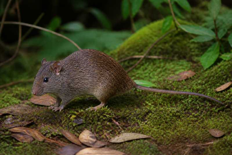 Image of a Zena Brush-furred Rat in its natural habitat