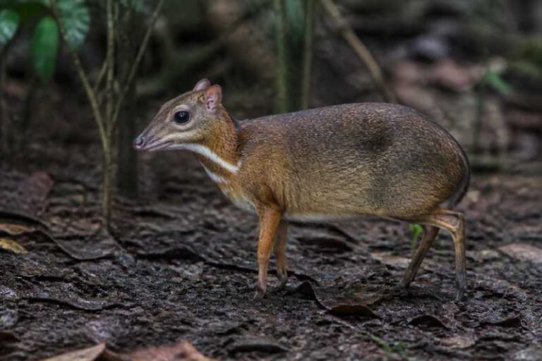 Image of a Zenkerella in its natural habitat