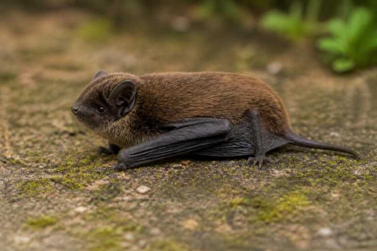 Image of a Zulu Serotine in its natural habitat