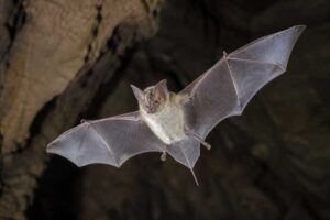 Image of a Aba Horseshoe Bat in its natural habitat