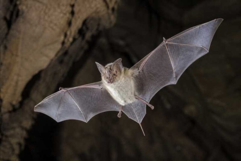 Image of a Aba Horseshoe Bat in its natural habitat