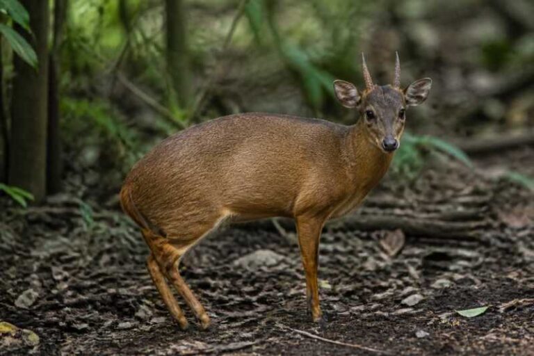 Image of a Abbott's Duiker in its natural habitat