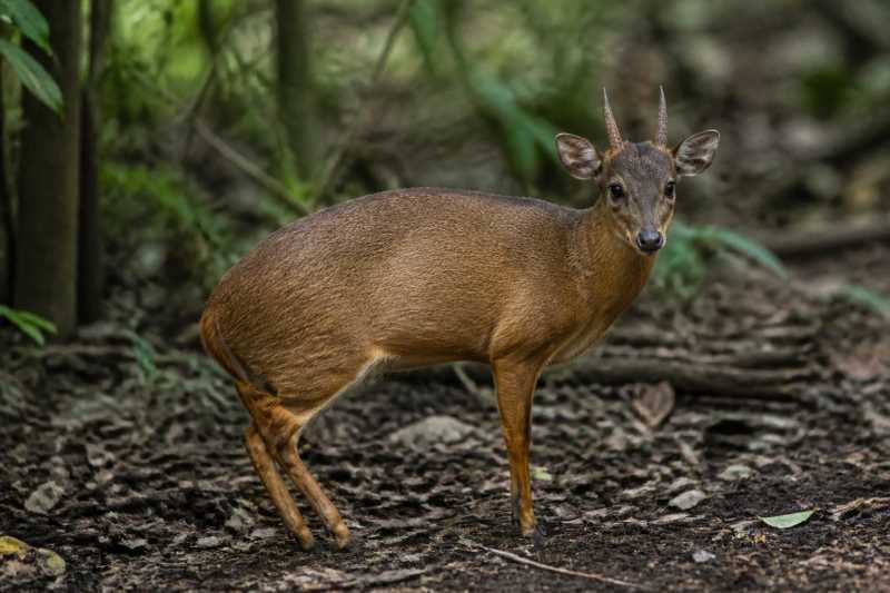 Image of a Abbott's Duiker in its natural habitat