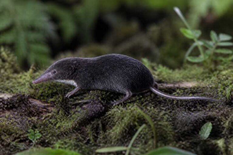 Image of a Aberdare Mole Shrew in its natural habitat