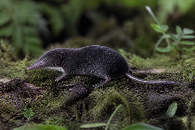 Image of a Aberdare Mole Shrew in its natural habitat