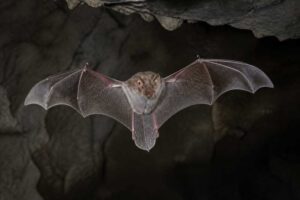 Image of a Adam's Horseshoe Bat in its natural habitat
