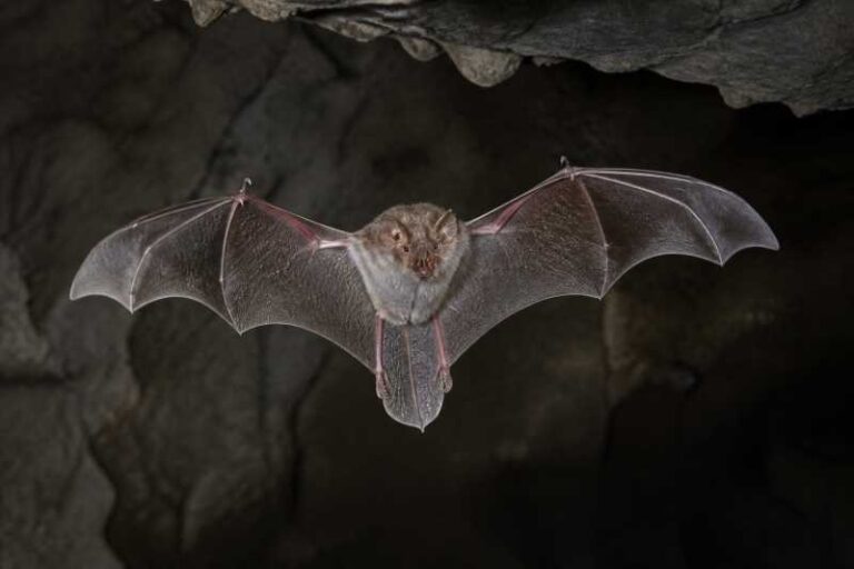 Image of a Adam's Horseshoe Bat in its natural habitat