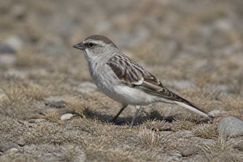 Image of a Afghan Snowfinch in its natural habitat