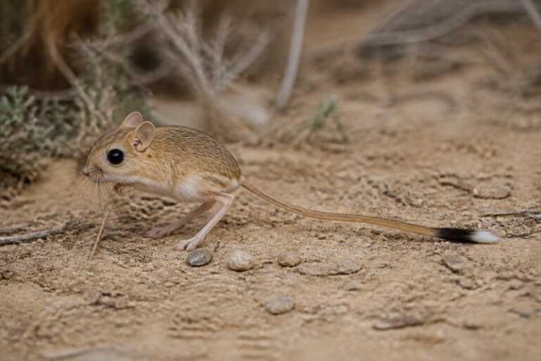 Image of a African Hammada Jerboa in its natural habitat