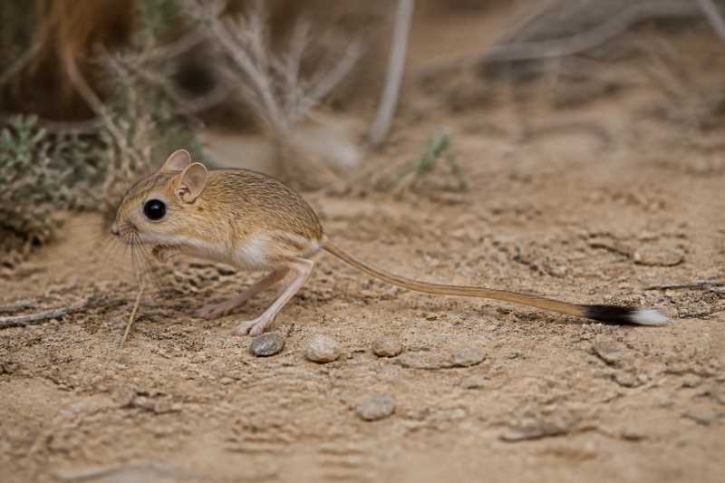 Image of a African Hammada Jerboa in its natural habitat