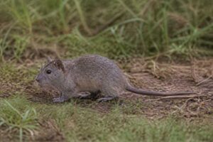 Image of a African Root Rat in its natural habitat