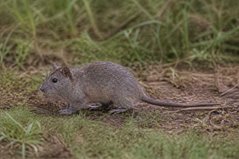 Image of a African Root Rat in its natural habitat