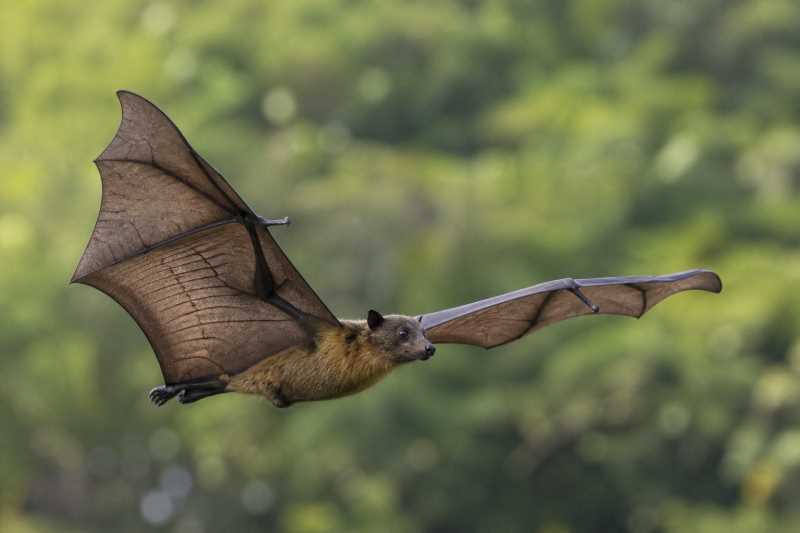 Image of a African Straw-colored Fruit Bat in its natural habitat