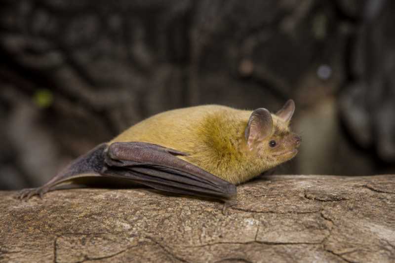 Image of a African Yellow Bat in its natural habitat