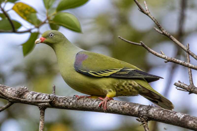 Image of a African Green Pigeon in its natural habitat
