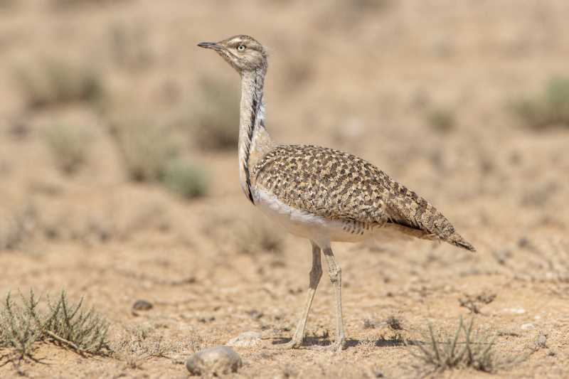 Image of a African Houbara in its natural habitat