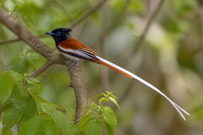Image of a African Paradise Flycatcher in its natural habitat