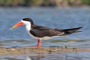Image of a African Skimmer in its natural habitat