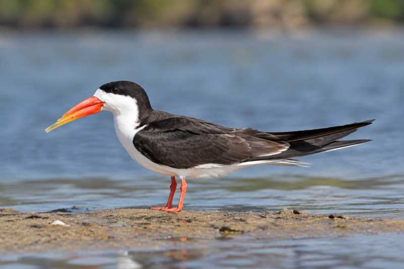 Image of a African Skimmer in its natural habitat