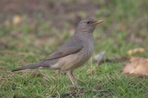 Image of a African Thrush in its natural habitat