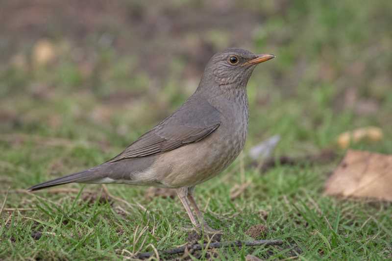Image of a African Thrush in its natural habitat