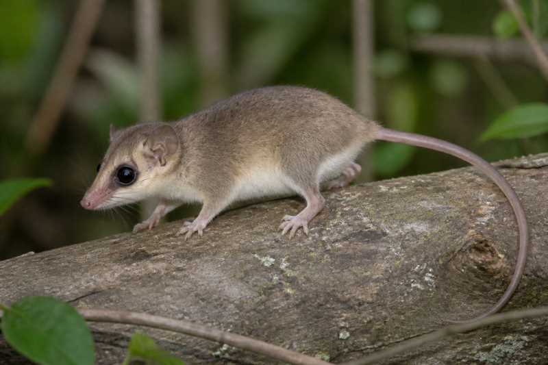Image of a Agricola's Opossum in its natural habitat