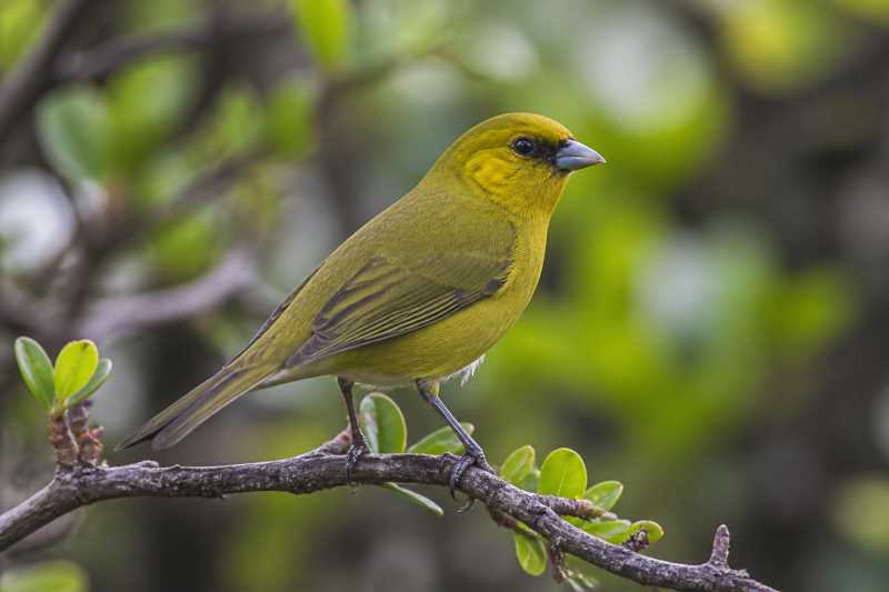 Image of a Akekee in its natural habitat