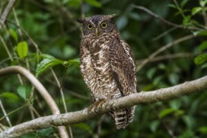 Image of a Akun Eagle-Owl in its natural habitat