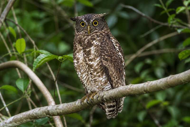 Image of a Akun Eagle-Owl in its natural habitat