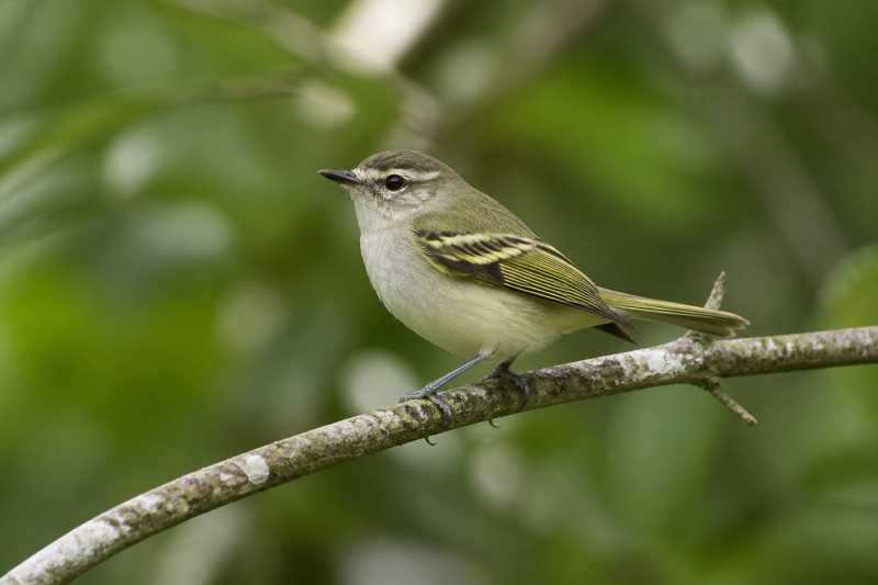 Image of a Alagoas Tyrannulet in its natural habitat