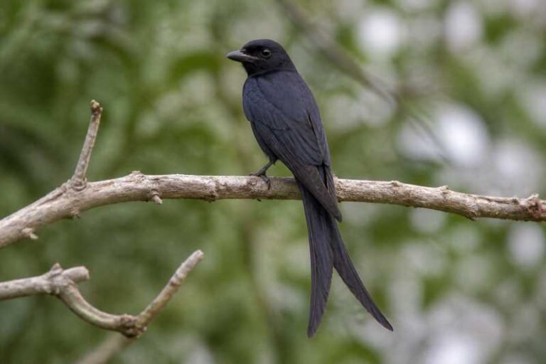 Image of a Aldabra Drongo in its natural habitat