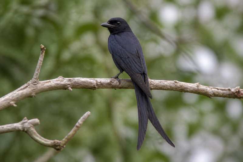 Image of a Aldabra Drongo in its natural habitat