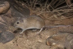 Image of a Allen's Cotton Rat in its natural habitat