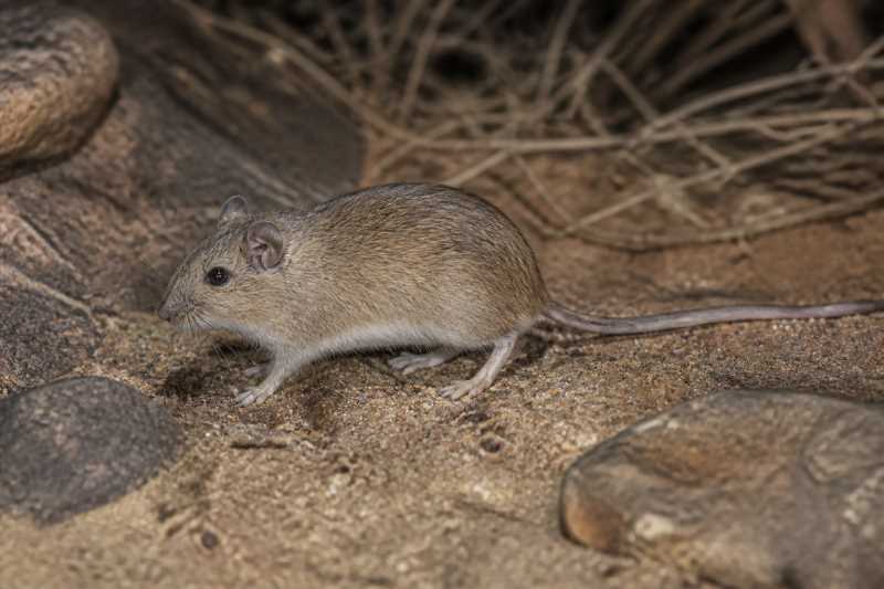 Image of a Allen's Cotton Rat in its natural habitat