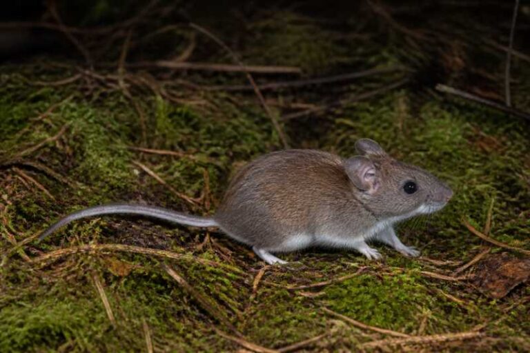 Image of a Allen's Wood Mouse in its natural habitat