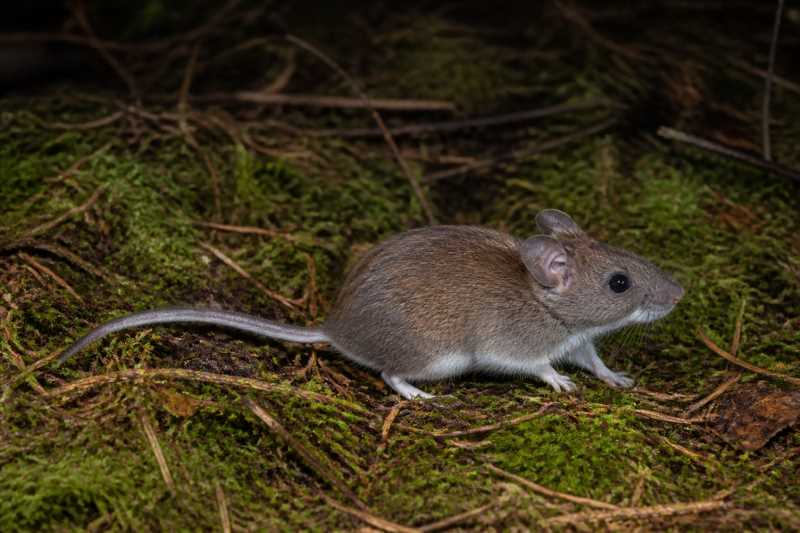 Image of a Allen's Wood Mouse in its natural habitat