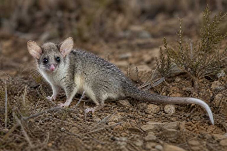 Image of a Alston's Woolly Mouse Opossum in its natural habitat