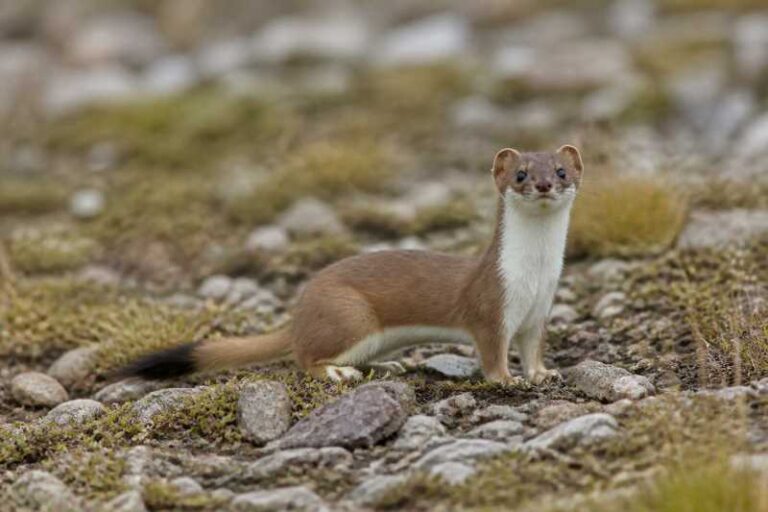 Image of a Altai Mountain Weasel in its natural habitat
