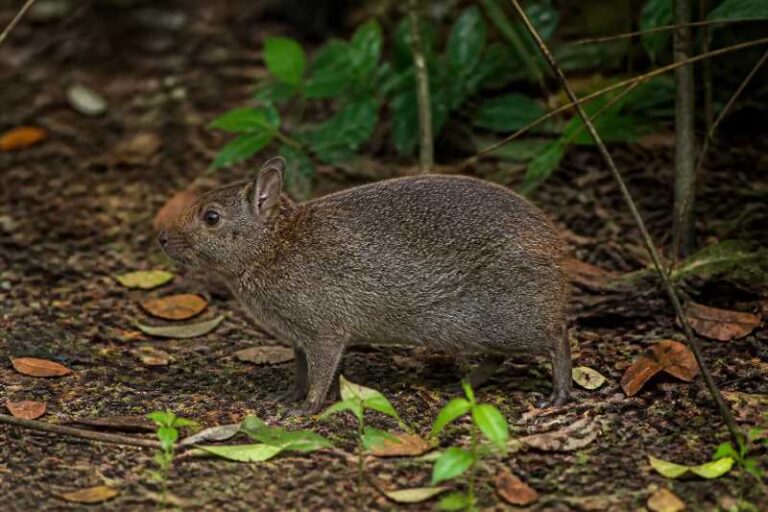 Image of a Amami Rabbit in its natural habitat