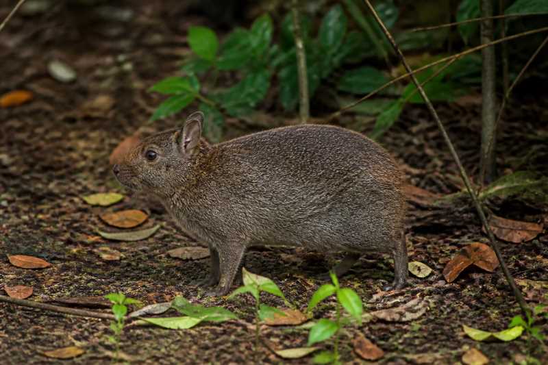Image of a Amami Rabbit in its natural habitat