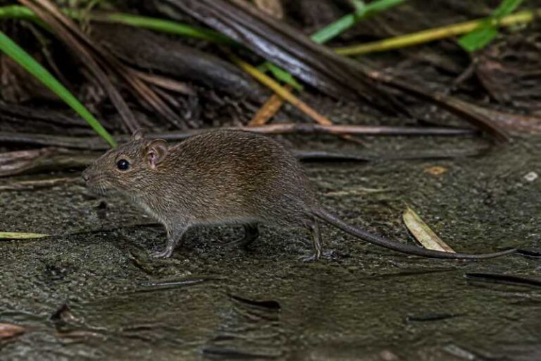 Image of a Amazonian Marsh Rat in its natural habitat