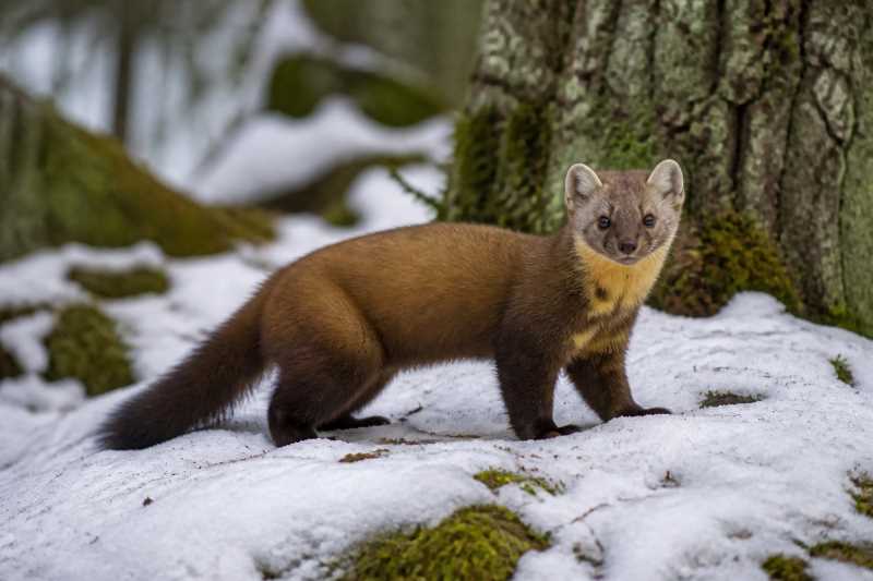 Image of a American Marten in its natural habitat