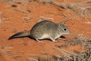 Image of a Ampurta in its natural habitat