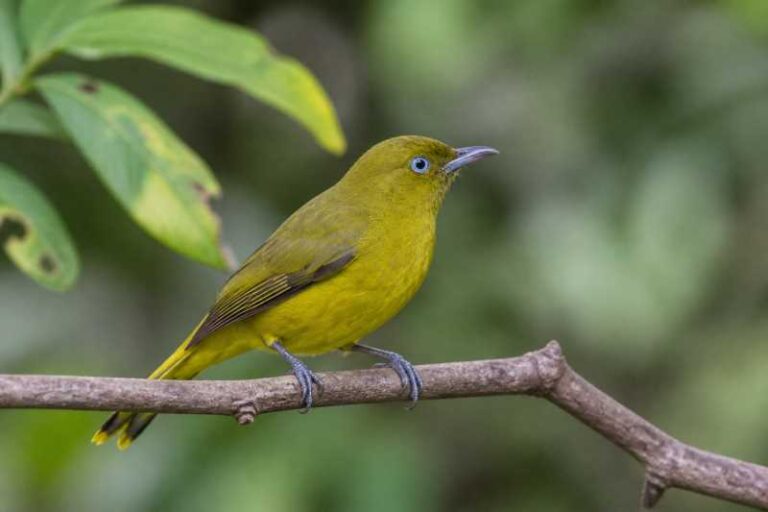 Image of a Andaman Bulbul in its natural habitat