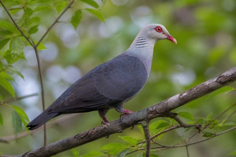 Image of a Andaman Wood Pigeon in its natural habitat