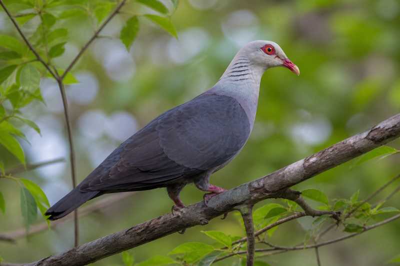 Image of a Andaman Wood Pigeon in its natural habitat