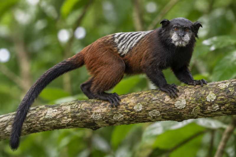 Image of a Andean Saddle-back Tamarin in its natural habitat